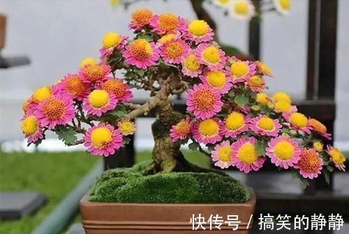 修剪|家里有这10种花,多修剪少浇水,能养成高价盆景