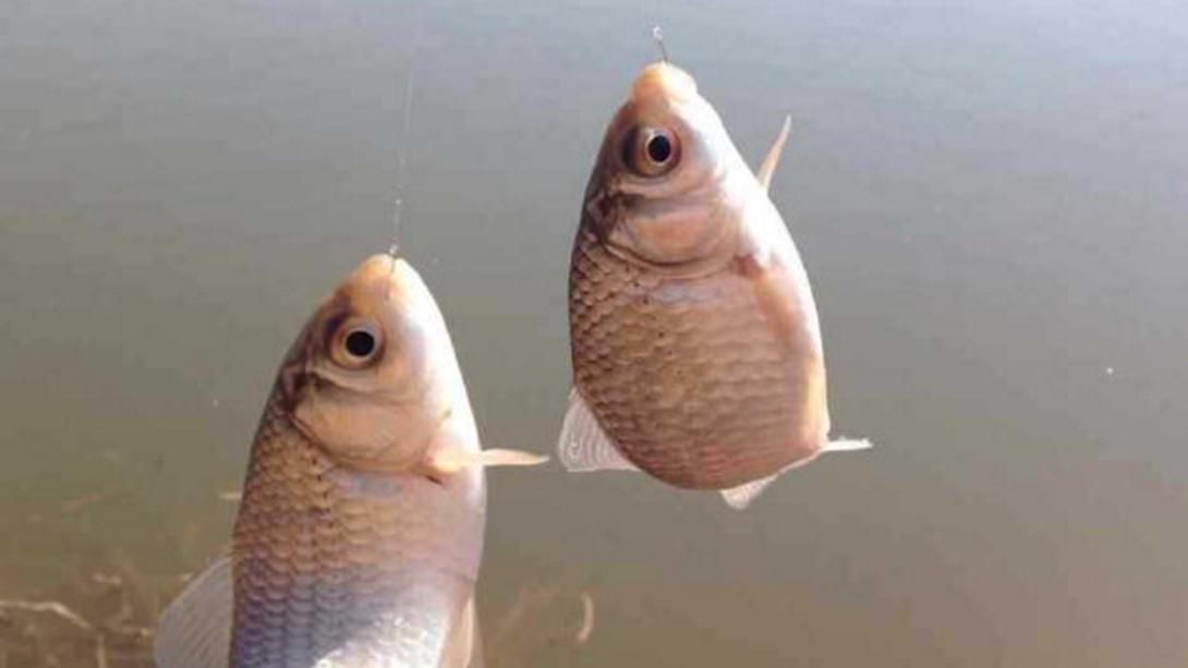 老钓手钓鲫鱼的“偏方”，亲自试了下，差点没把一条河的鲫鱼钓光