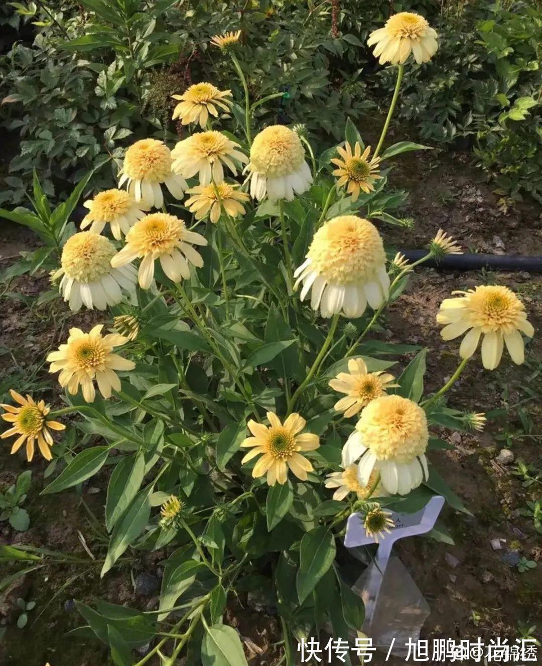 30种夏天花，热不死、晒不死，大半年都开花，还没病虫害