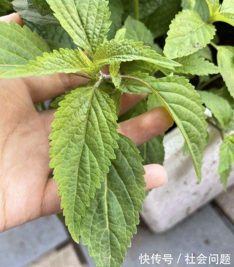 清新|卫生间异味大,放3种小盆栽,耐阴好养,空气清新