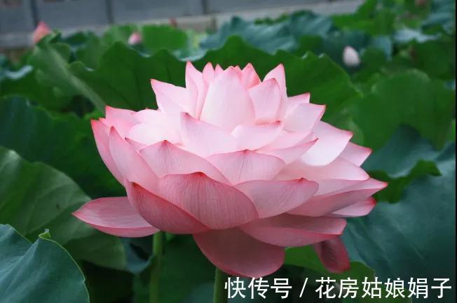 千瓣莲|珍品莲花，花开1000瓣，花色多变，花多少钱也得养上1缸