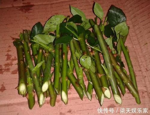 月季|塑料瓶太好用了!扦插月季、叶插多肉,都能派上用场