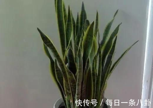 这3种“植物”哪怕再“贵”也要买,客厅养一盆,生活更健康