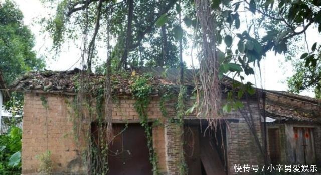 院子|在院子里种几棵树,需要注意哪些问题?这几种树不要随便乱栽!