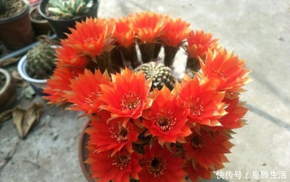 开花漂亮的仙人球,一年可以多次开花,有很高的观赏价值