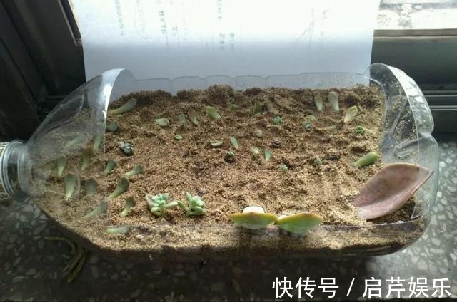 s只要家里有油桶,就不用花钱买花盆!多肉种在油桶里,叶子胖嘟嘟