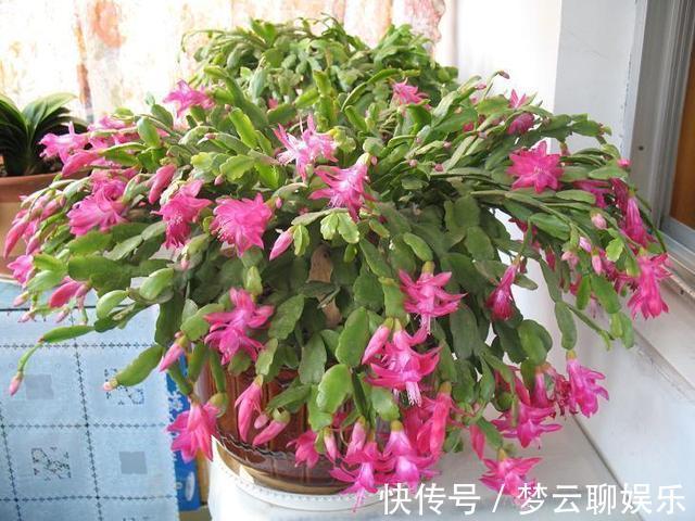 肥料|蟹爪兰开败了，“肥料”一定要给足，叶子厚实有力，下次开花变多