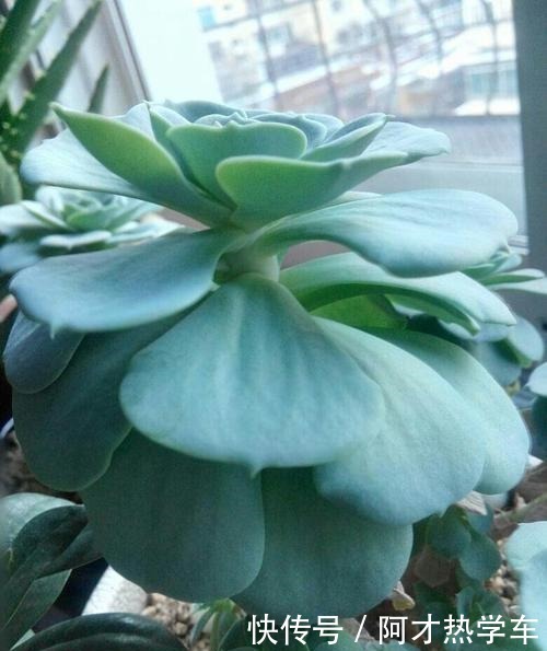多肉变成一张大饼，该咋救这一招绝对好使！多肉变成一张大饼，该咋救这一招绝对好使！