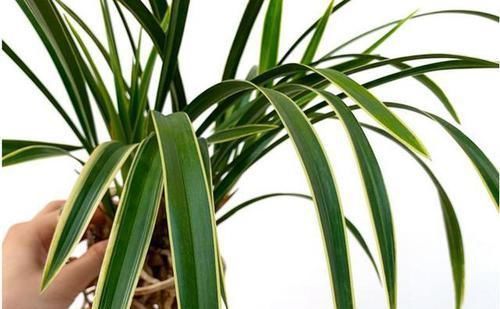 兰花中的“复色奇花”，花色美艳，叶片非凡，自带“神秘感”