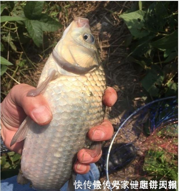 味道|你泡的酒米为啥不上鱼不搞定这些细节,大板鲫是不会咬钩的