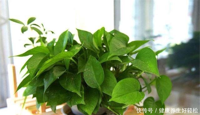 这3种花夏天一定要远离阳台,否则晒几个小时就会枯萎,满盆黄叶!