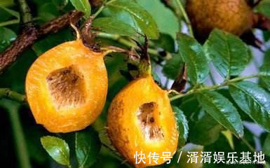 弹性蛋白|女性不想老太快，推荐4种食物，美容养颜，排毒护肤，肌肤更细腻