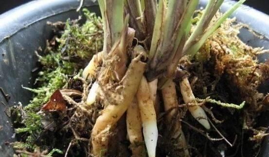 花盆|花盆里埋点“它”,不烂根,不黄叶,杀菌消毒还透气,根壮花还旺