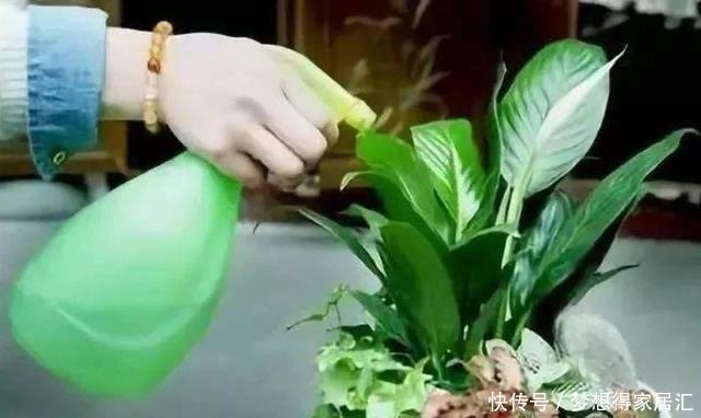 养好|居家养花,“小妙招”不能乱学,要了解什么对花好,才能真正养好