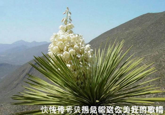 蓝精灵|10种最耐寒的多肉植物,零下了都不会死,新手就养它们吧