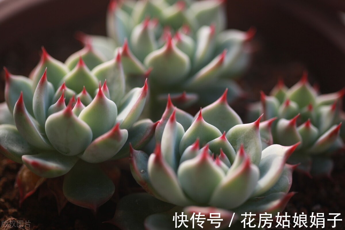 盆栽|秋天刚到,蔫了一夏天的多肉开始徒长,三个办法让多肉更美观