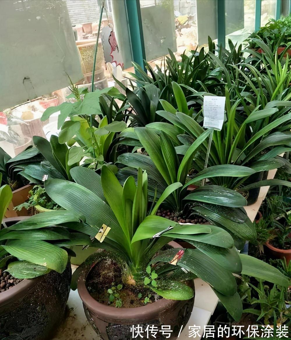 避开君子兰开花的“3大误区”，秋天大爆发，花箭拔得多