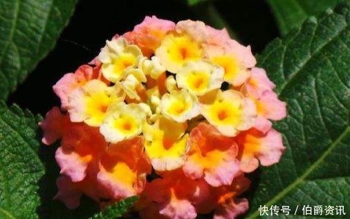 花友|喜欢菊花,不如养盆“精品玫瑰”卡罗拉,红艳似火,高雅美艳