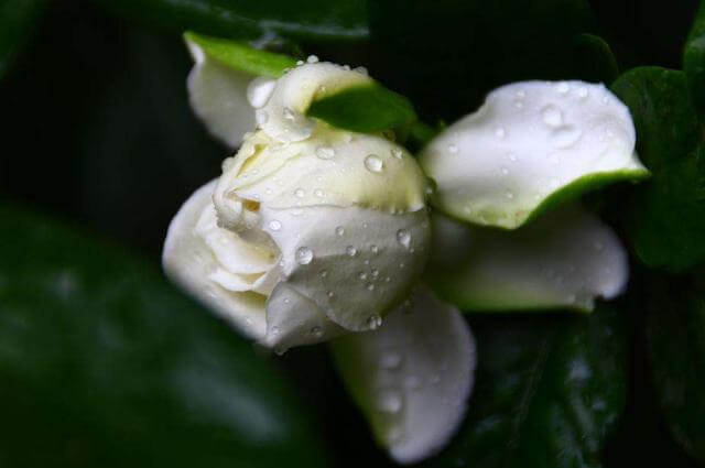 扦插的栀子花生根了,移栽注意这几点,服盆快成活率高