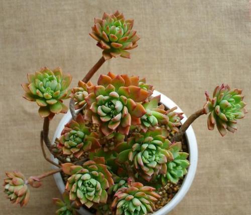 夏天|多肉马库斯真皮实,夏天不休眠,好养好看长成群生肉墩子