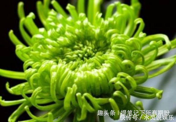名菊|喜欢牡丹,不如养“优良名菊”绿朝云,花似惊鸿起舞,晶莹碧绿