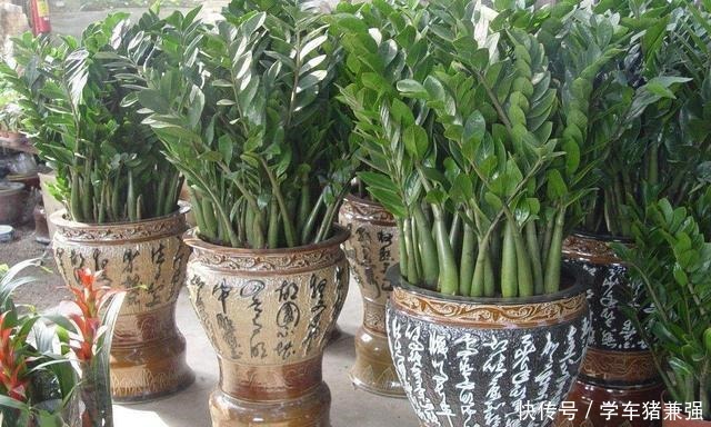 这2种树能招财,花市卖的不便宜,其实自己能扦插,几天就能发芽!