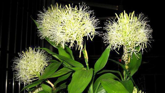 发财树|“6种旺财花”,房子小也要养1盆,开花更是好兆头,富贵吉祥