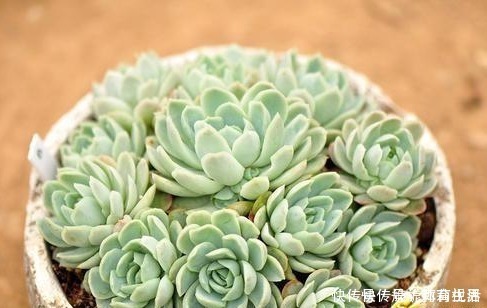 群生|养多肉植物，知道这个养护小技巧，1盆轻松过变多盆