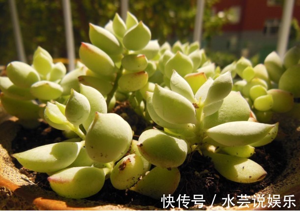 5种颜值超高的多肉，粉粉的肉嘟嘟，最适合新手养了！