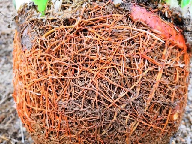 家里养盆虎皮兰,小花盆、挤着养,疯狂开花爆小崽!