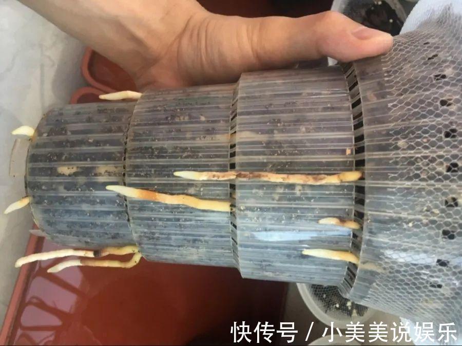 给这花换盆，土里扒出30个崽，根本不用扦插！