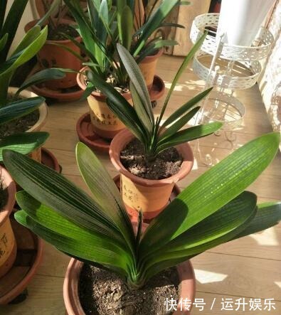 君子兰喜“阴”还是喜“阳”,很多人都搞错了,难怪黄叶不开花