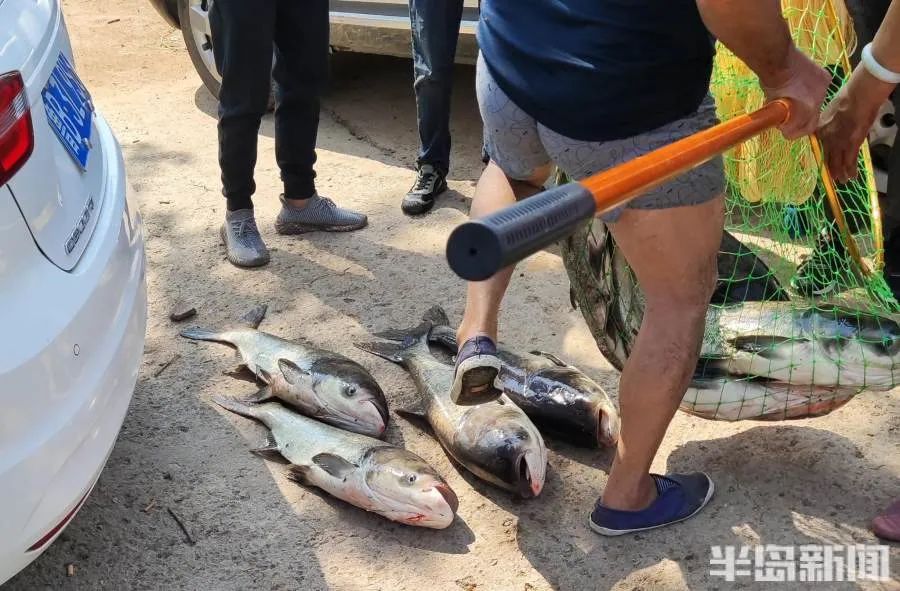 青岛|青岛崂山水库开闸放水，一群一群的花鲢鱼冲下河！一条二三十斤重，有人成麻袋往家搬