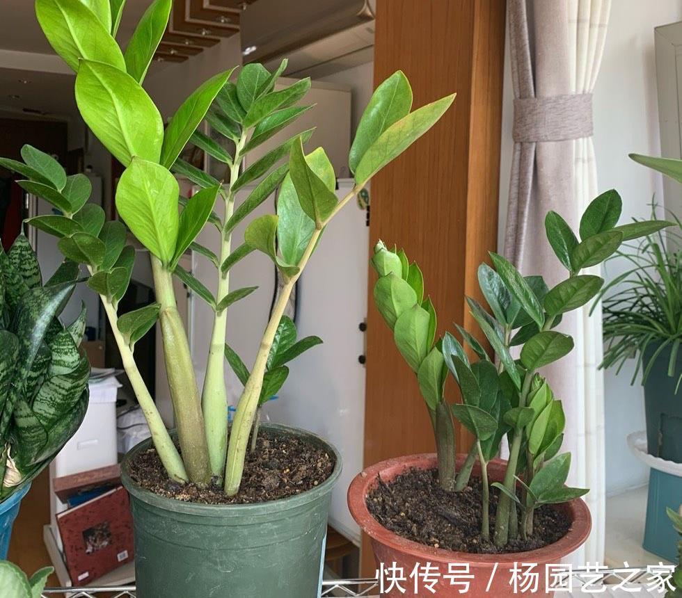 懒人|金钱树“很特殊”，土豆茎上挤满芽，懒人才能养好它