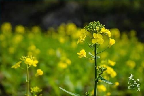 看，这漫山遍野的油菜花开了！