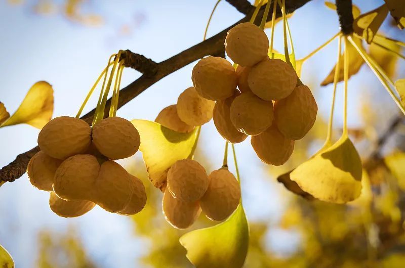 腹泻腹痛|把银杏果当保健品吃?专家提醒!