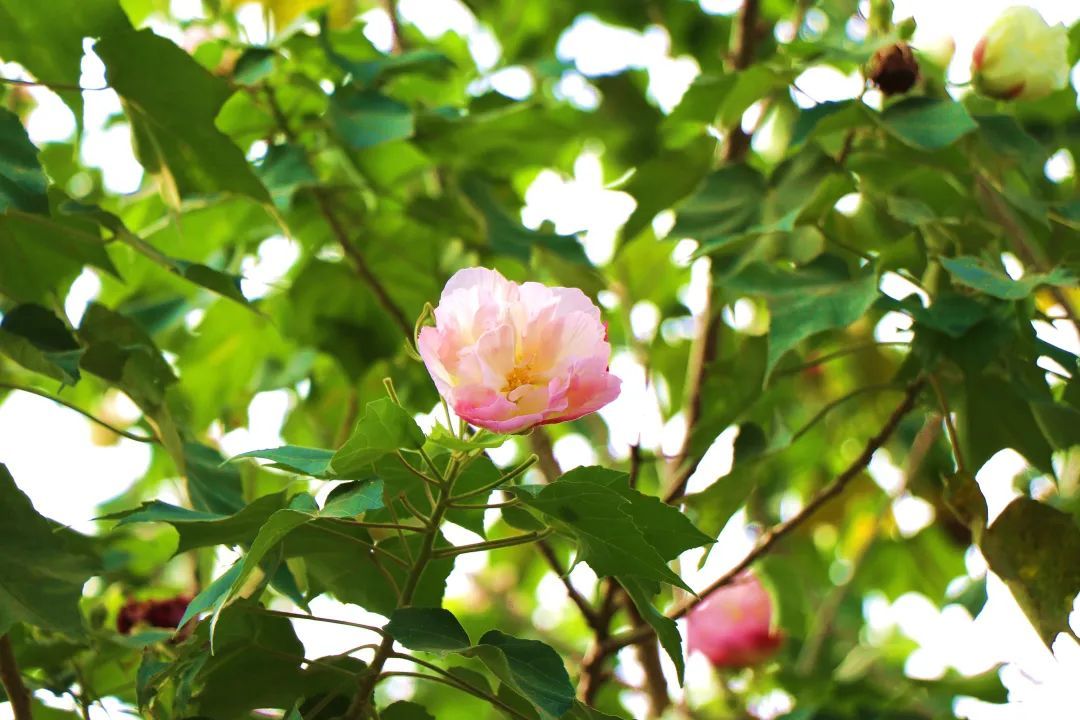 芙蓉花|秋韵，什邡这条街C位出道啦！