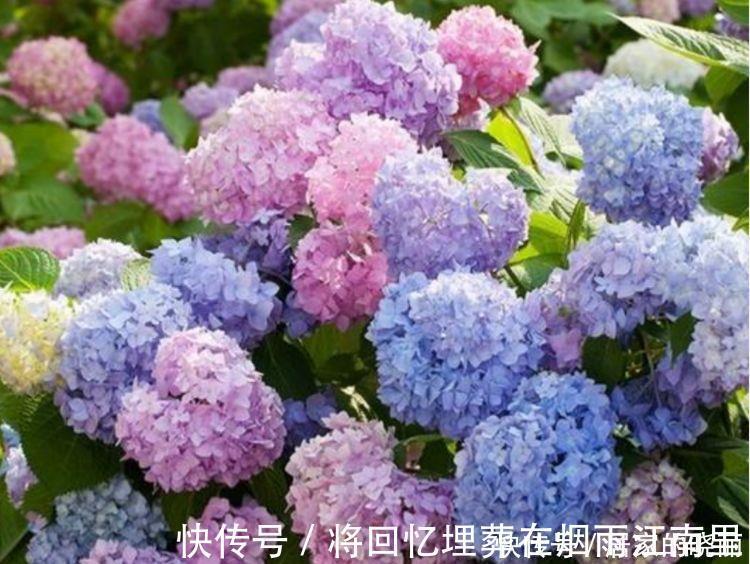 绣球花|家里要养4种花，开花吉祥又喜庆，一开就300多天！