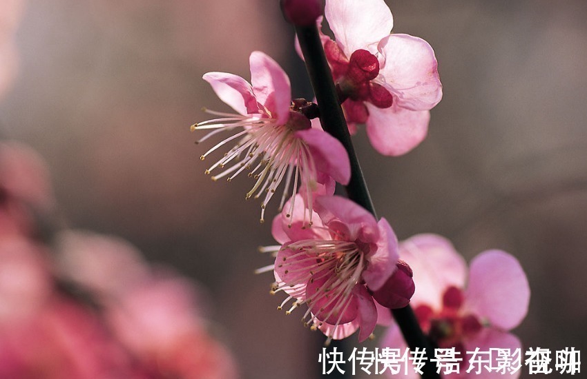 生肖鸡|脾气最倔的四个生肖女，非常旺夫，中年以后大富大贵