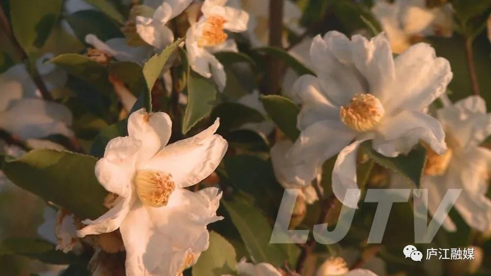 的花海|美景如画！庐江这片2000亩的花海你来过吗？