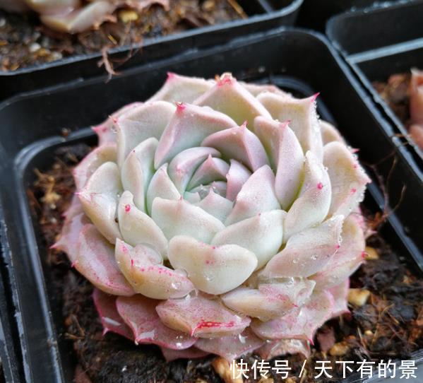 长势|被拉下神坛的多肉海琳娜,颜值出众好养护,没钱也要养一株