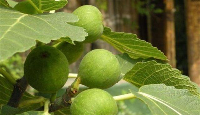 盆栽|6种阳台水果盆栽,再忙也要养一盆,沾土就活,果实甜如蜜