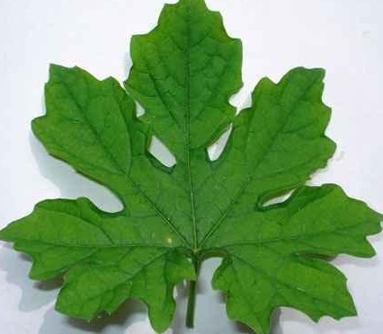 美容养颜|以下叶子是女人的最爱，拿来泡水，每天一杯，美容养颜、燃烧脂肪