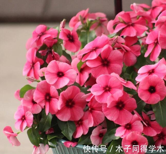 夏季|大热天什么花最耐开?此三种花“天天爆花”,开成花海