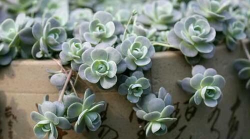 4种多肉，容易繁殖，一盆变多盆，下个“养肉大户”就是你