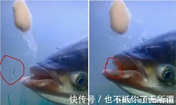 手竿钓鲢鳙的4大秘诀,常用这些老招数,鲢鳙就是最好钓的鱼