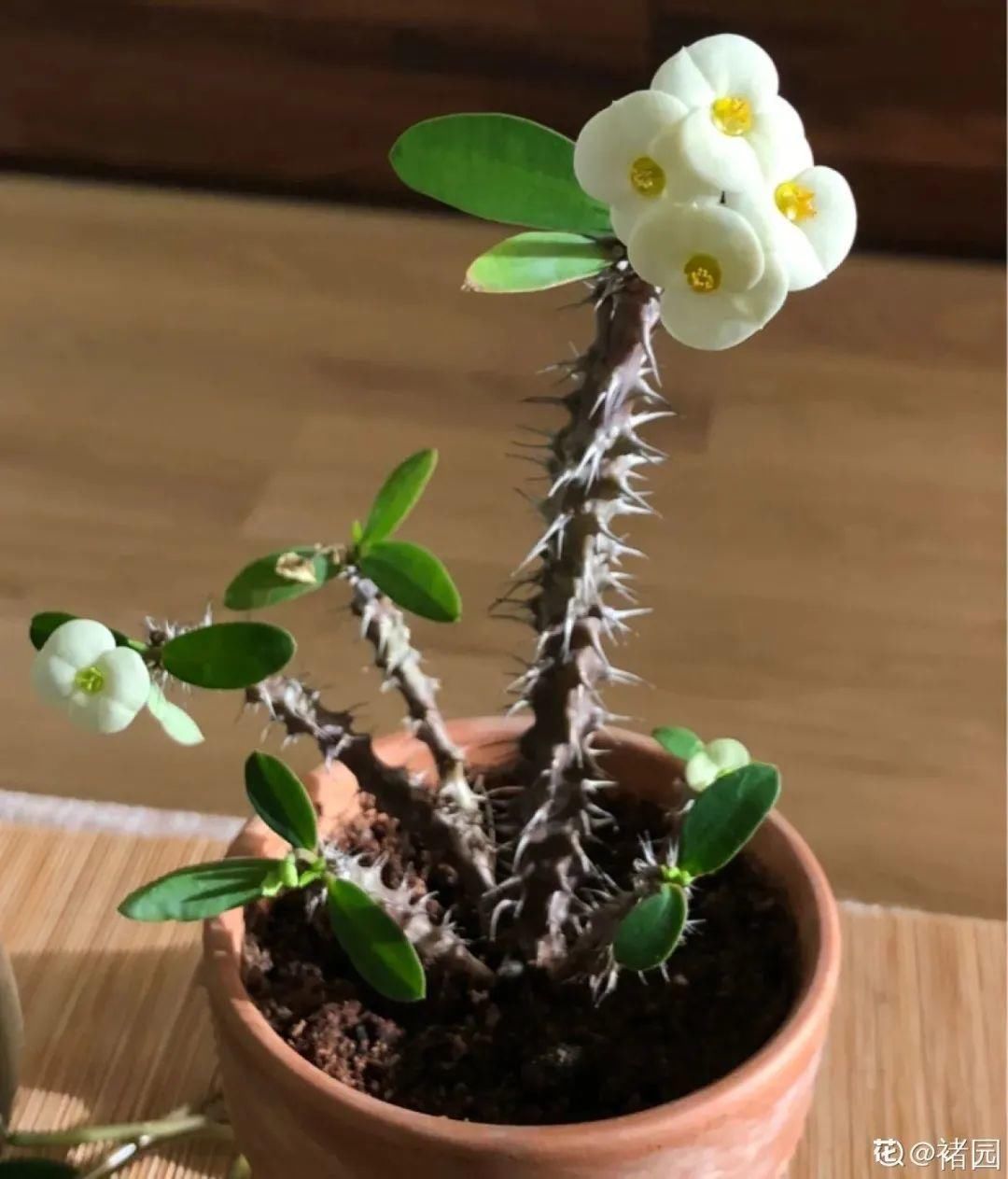 香味|卧室不能养的花,对身体有大危害,一盆也不行