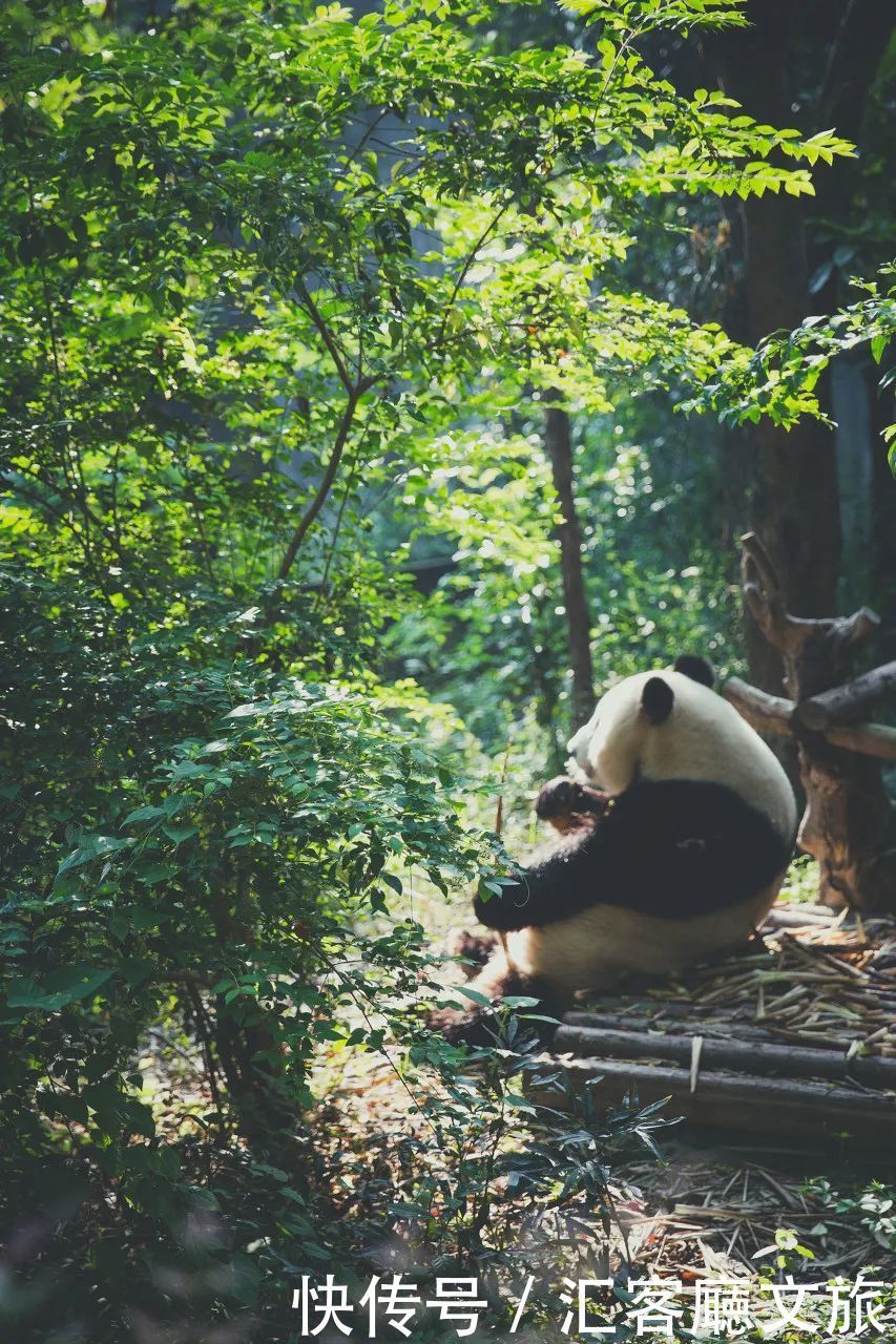 锦里 成都是一种“病”,不去治不好!