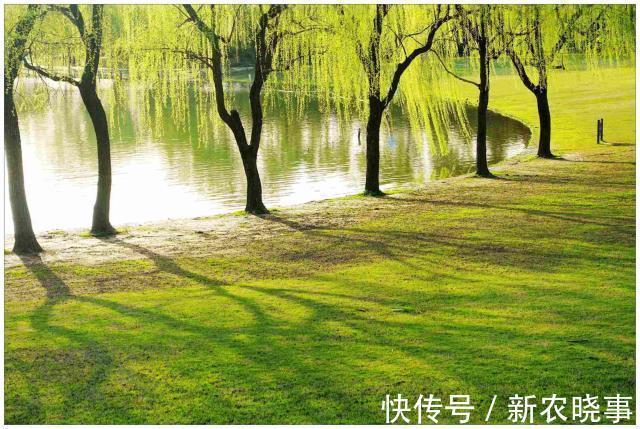 五树不入宅是什么意思?农村人为何不