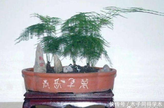 养花做好5步,新手变高手,养花不愁!